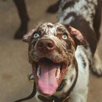 American Leopard Hound
