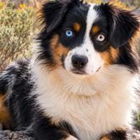 Miniature Australian Shepherd