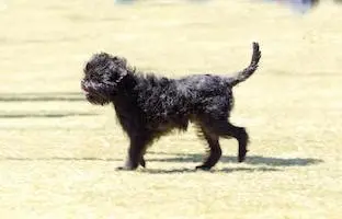 Affenpinscher
