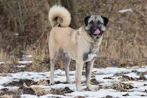 Anatolian Shepherd Dog