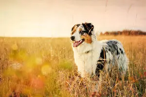 Australian Shepherd