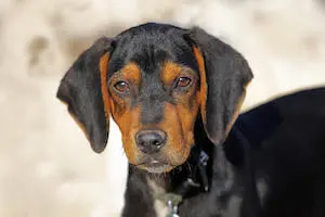 Austrian Black and Tan Hound