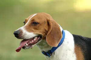 Beagle Harrier