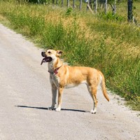 Black Mouth Cur