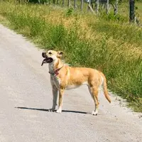 Black Mouth Cur