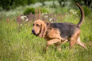 Bloodhound