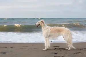 Borzoi