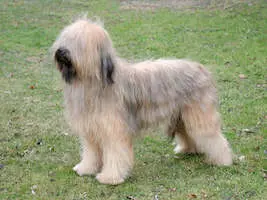 Briard