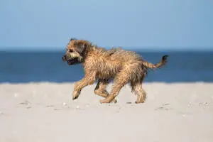 Catalonian Sheepdog