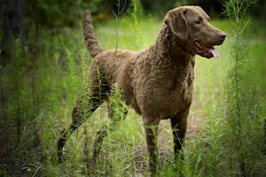 Chesapeake Bay Retriever