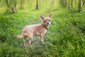 Chihuahua