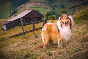 Collie