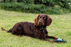 Deutscher Wachtelhund