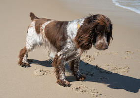 French Spaniel