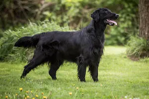 Flat Coated Retriever