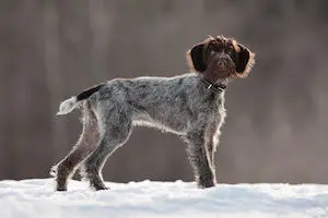 German Rough-haired Pointer