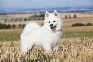 German Spitz