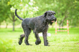Giant Schnauzer