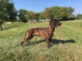 Hanoverian Scenthound