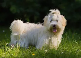 Havanese