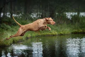 Hungarian Wirehaired Vizsla