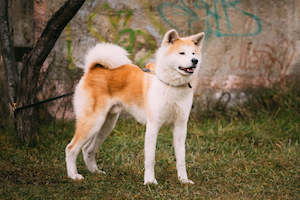 Japanese Akita