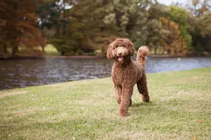 Labradoodle