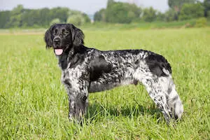 Large Munsterlander