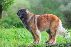 Leonberger