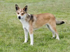 Norwegian Lundehund