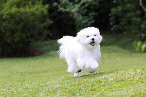 Maltese