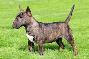 Miniature Bull Terrier