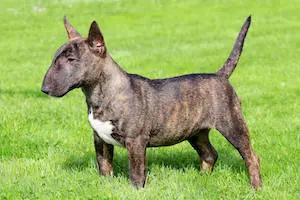 Miniature Bull Terrier