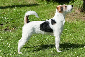 Parson Russell Terrier