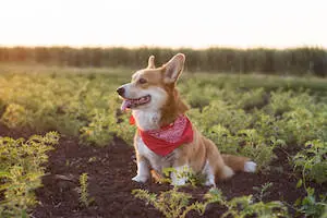 Pembroke Welsh Corgi