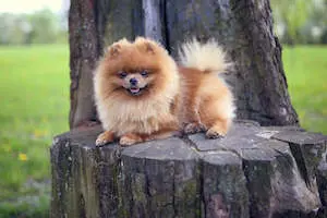 Pomeranian