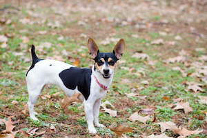 Rat Terrier