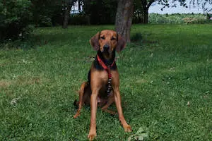 Schiller Hound