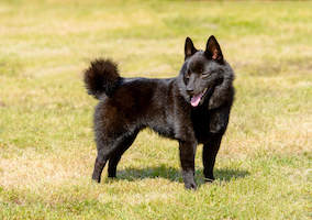 Schipperke