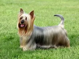 Silky Terrier