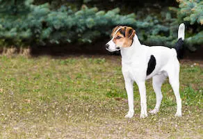 Smooth Fox Terrier