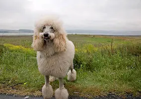 Poodle - Standard 