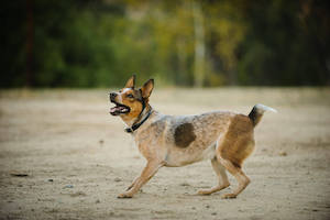Australian Stumpy Tail Cattle Dog