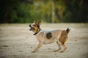 Australian Stumpy Tail Cattle Dog