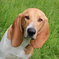 Swiss Hound