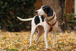 Treeing Walker Coonhound