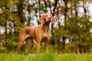 Vizsla