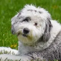 Sheepadoodle
