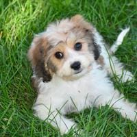 Cavachon