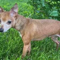 Chorkie
